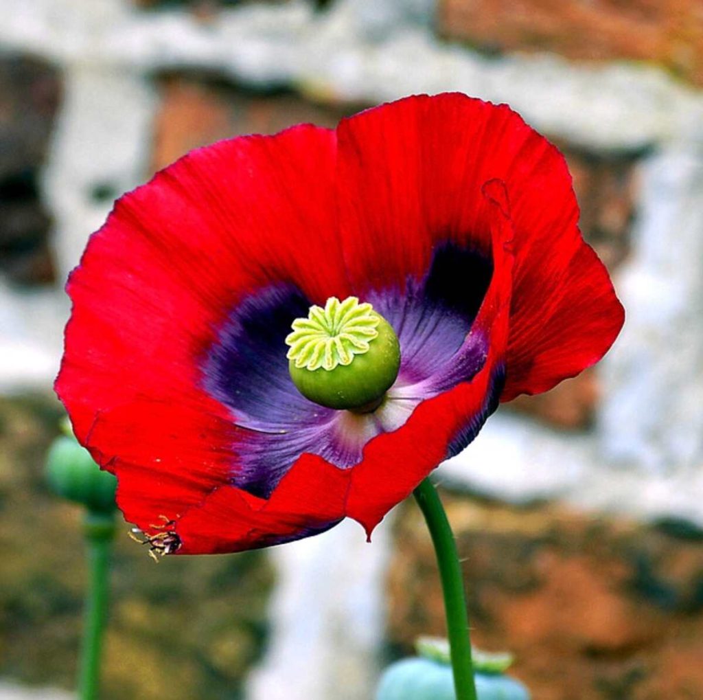 Dried poppy pods