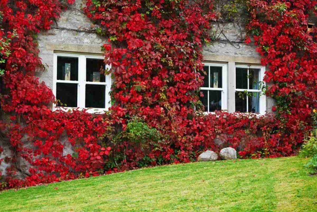Plant Wall