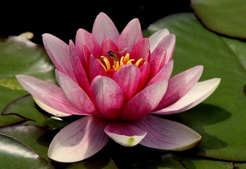 Lotus Flower in Percy Jackson