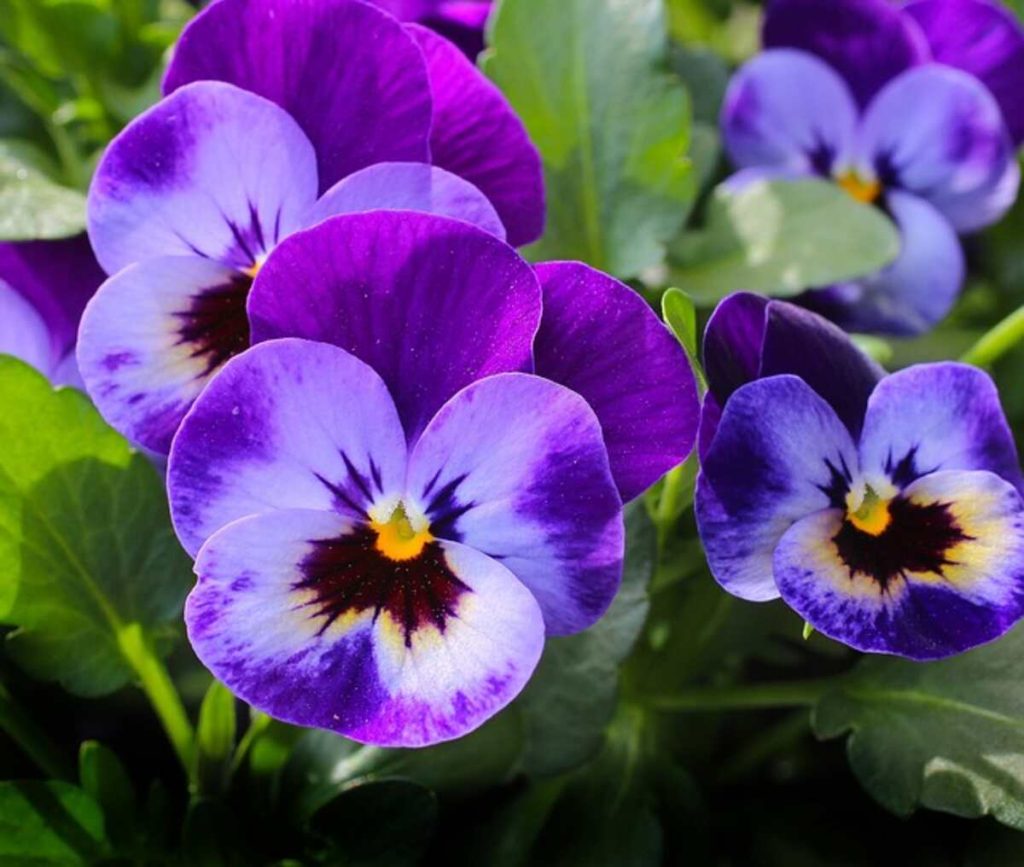 Plant Wallpaper