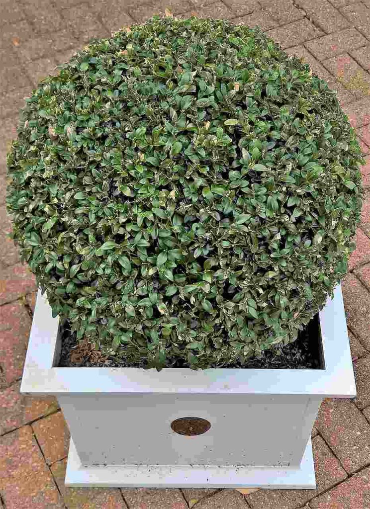 Planter Boxwood