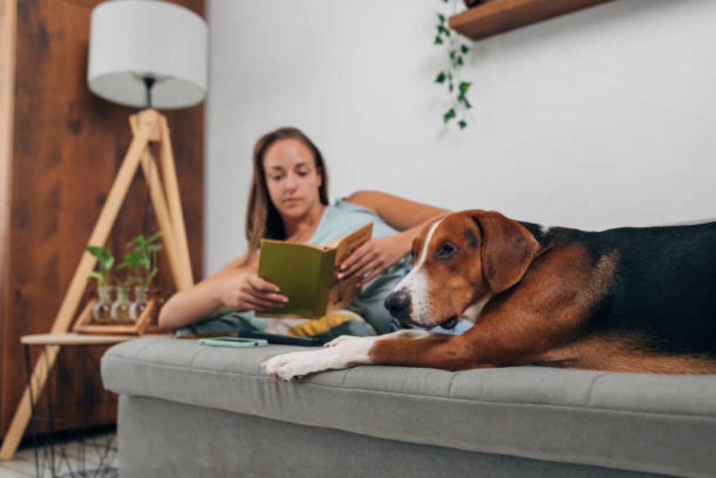 Find Pet Friendly Apartments