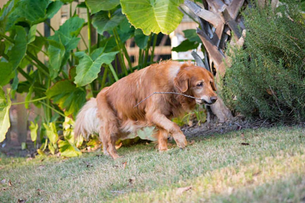 Craigslist Pets Columbia SC