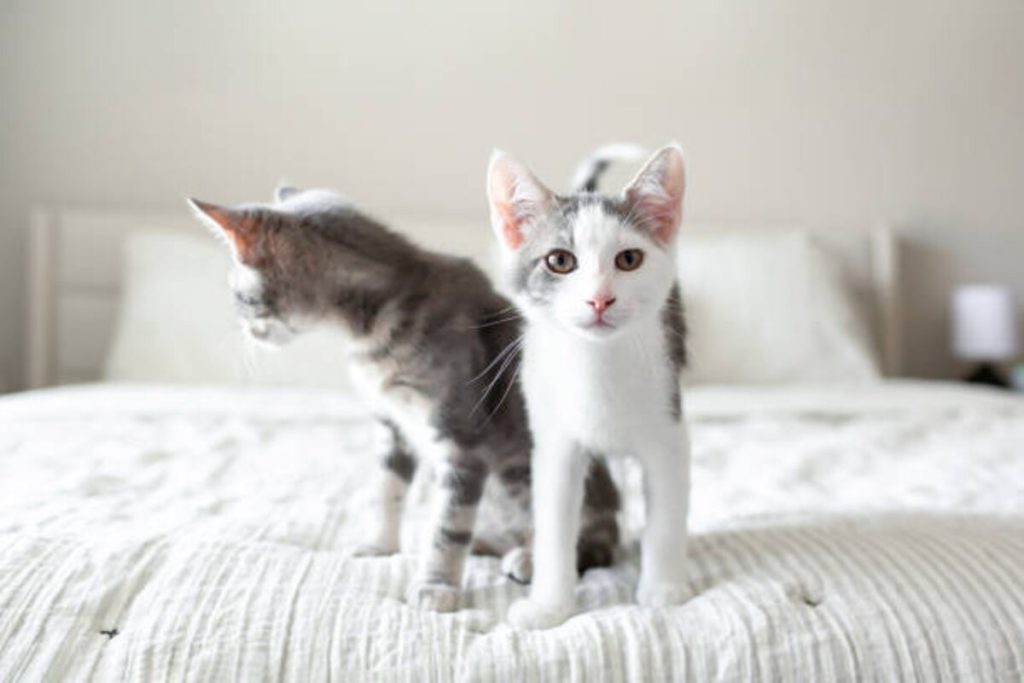 Craigslist Pets Fayetteville NC