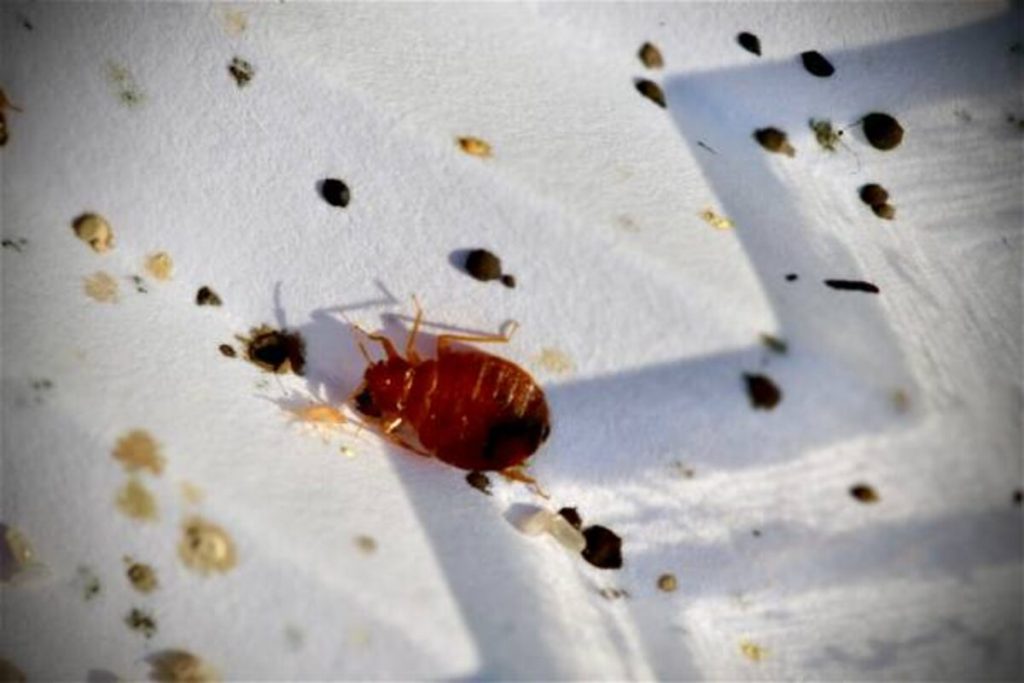 Poems About Fleas
