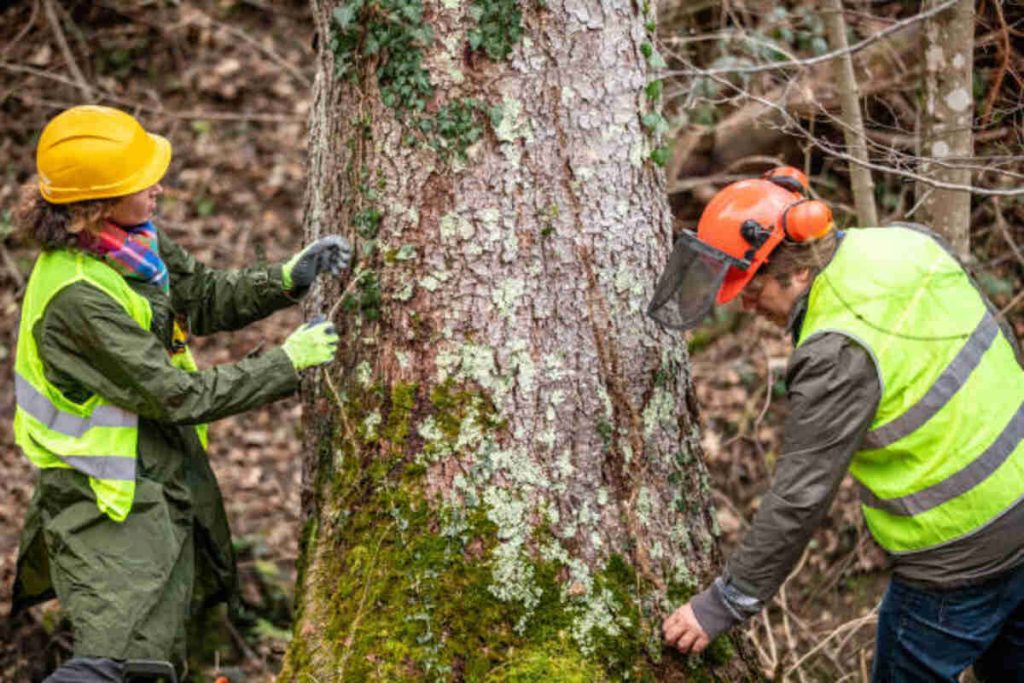 tree removal cupertino ca