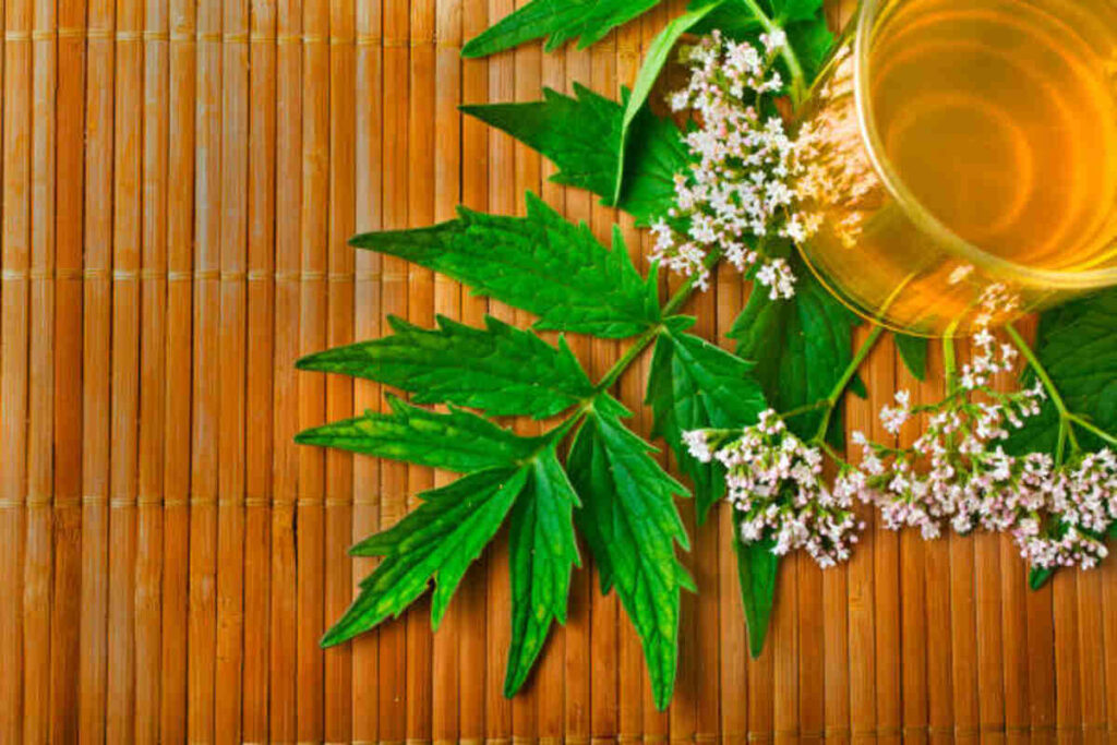 HHC Flower A Comprehensive Guide for newbies