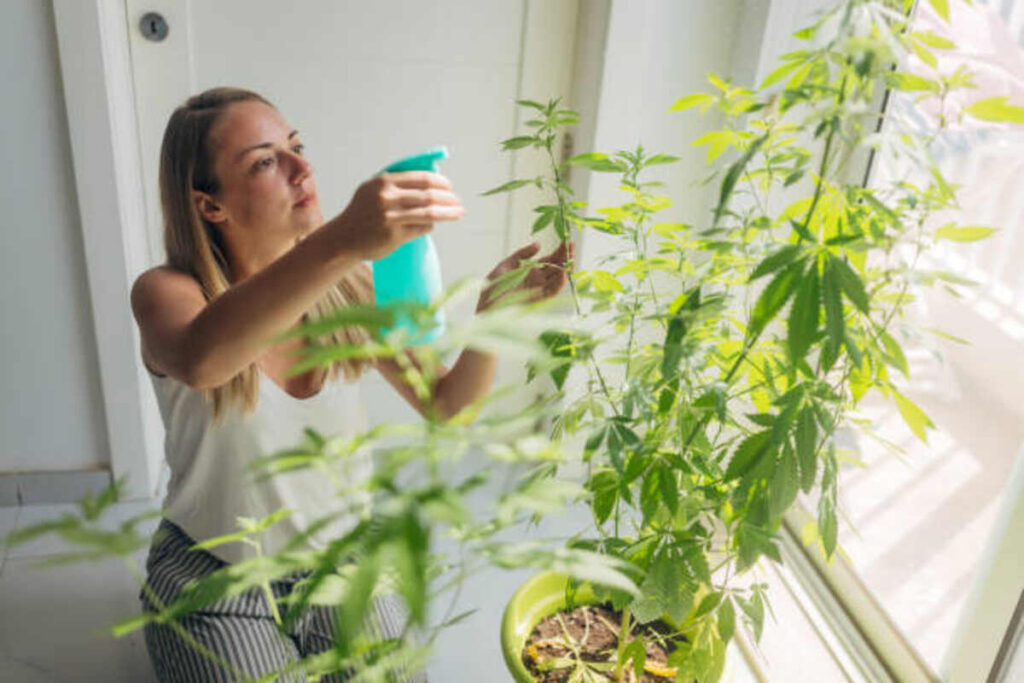 Top rated THCV Strains for Improved Focus