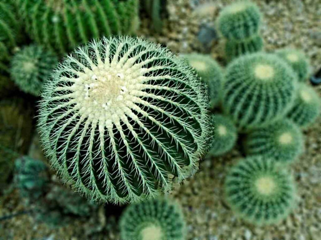 Exploring the Cultural Significance of Peyote